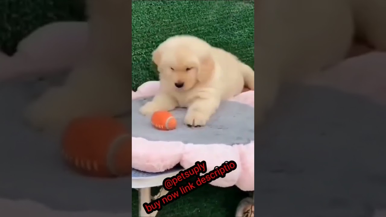 New 😼 High-Tech Gadgets For Your Cat and Dog 🐕‍🦺 Gadgets for pets-PetTechnology🦮 @petsuply 😼 