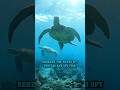 Beijing Sounds Alarm Over 'Spy Turtles'