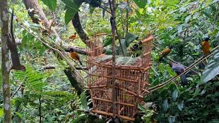 Download lagu Burung kutilang emas mana yang tidak tertarik mendengarkan suara kicauan di atas jebak pikat