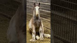 Gypsy Colt Horse Sits Down Waiting for Dinner in His Stall