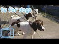 Dog Watch TV! 8 Hours of TV and Relaxing Music for Dogs - CITY DOG WALK! NEW 2018!