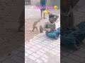 #madari wala😅# bachpan ki yaade🤧# monkey 🐒# youtube shorts 🤌