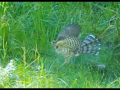 Young Rapter Young raptors - Please help me identify them! (summer, 2023) - YouTube