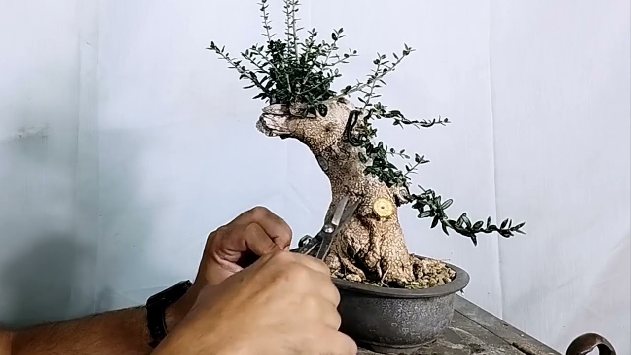 Primer trabajo acebuche donado de María