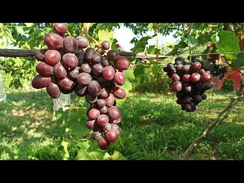 Виноград "Подарок Несветая" 02.08.2021г. Тел,WhatsApp и Viber : 8-918-43-794-43