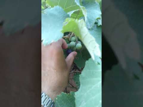 Grape Ripening Process How To Ripen Green Grapes At Home