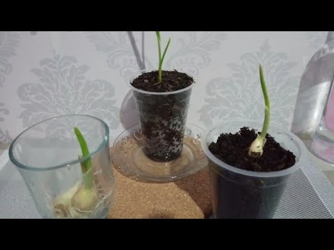 CARA MENANAM BAWANG PUTIH ALA RUMAHAN SISA DAPUR| cara semai bawang