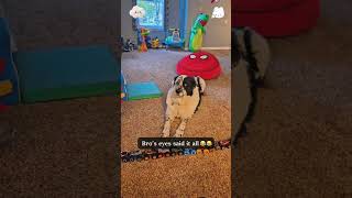 The dog’s eyes said it all. #dog #foryou #fyp #funnydog