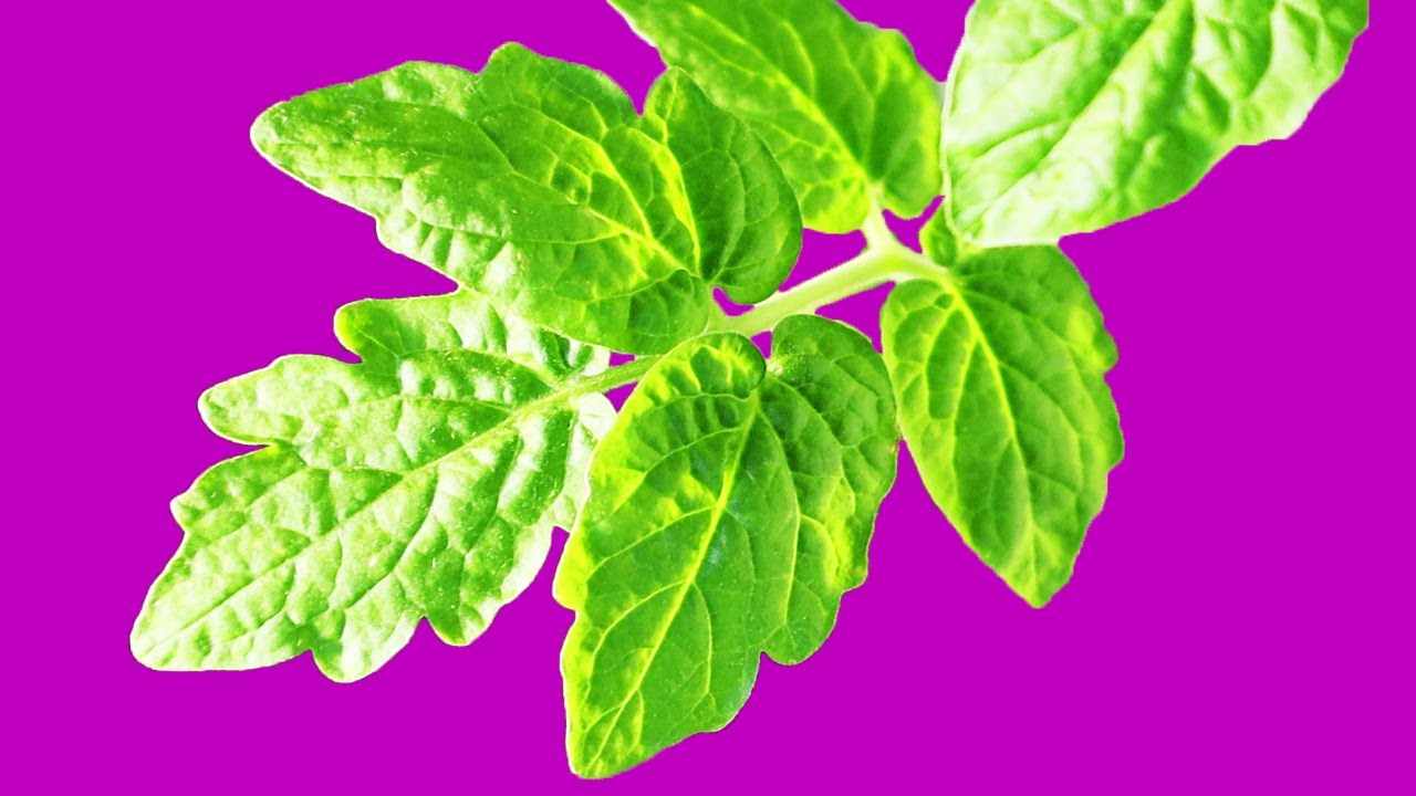 Скручиваются листья у томатов