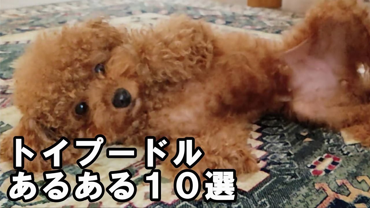 トイプードルって賢い犬 飼ってみて分かるトイプードルあるあるベスト１０ Youtube