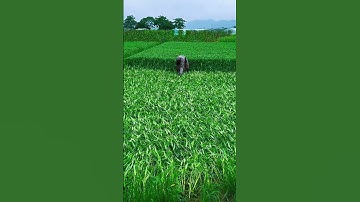 teknik cerdas pada budidaya tanaman kangkung supaya bertunas banyak #shorts