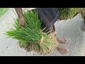 #PADDY SOWING#PADDY FIELD#PUNJAB#11.49 PM#26/6/2026