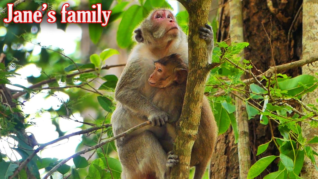 Umost beautiful wildlife, Jonna's feels after hugging her mother moves up, She needs care