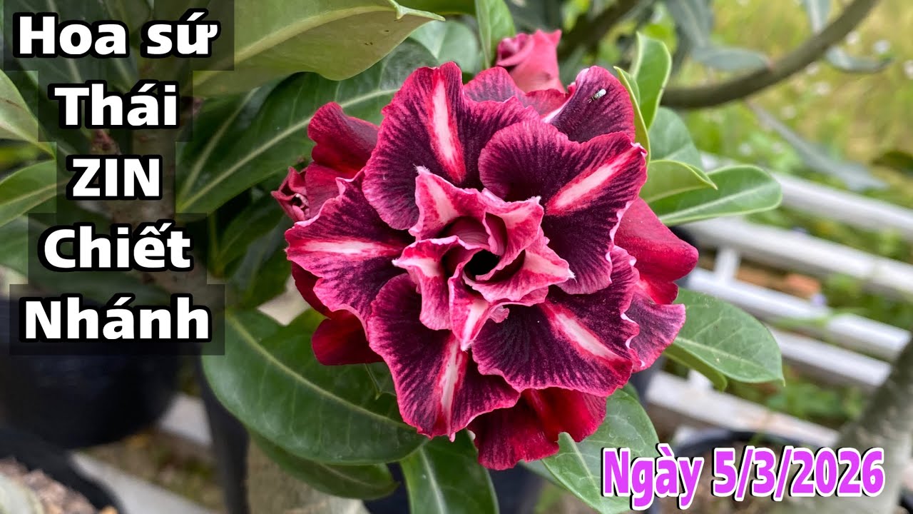 Ngày 5/3 - Lô 31 cây sứ zin đẹp ☎️ 0867.915.218 Trung Lê 