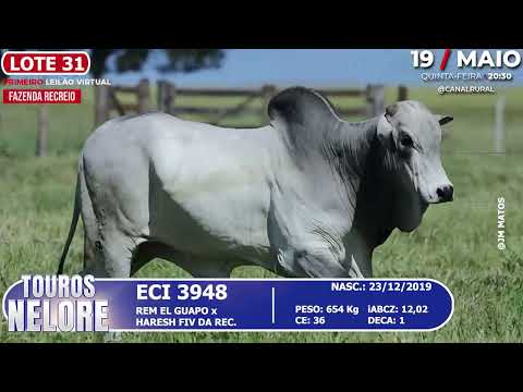 LOTE 31   ECI 3948