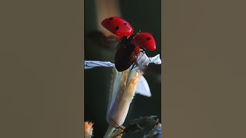 The Hidden Design We Don’t Notice 🐞