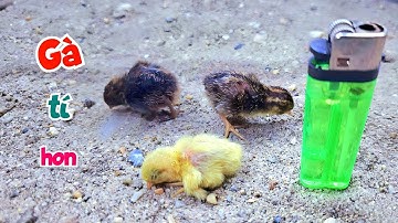 Ấp Nở Thành Công Gà Tí Hon Nhỏ Nhất Thế Giới - Dọn Chuồng Cá Sấu Đón Thành Viên Mới / Quế Nghịch