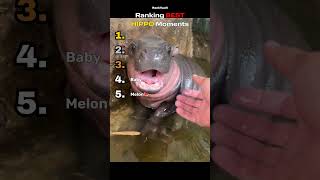 BEST HIPPO Moments Ranked