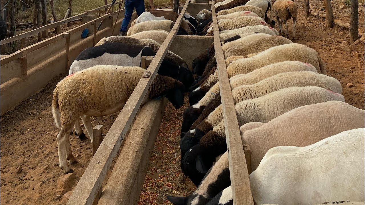 Confinamento de ovinos