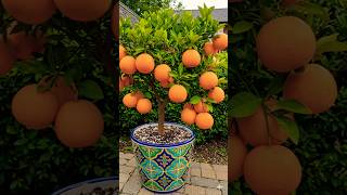 New Orange Tree Planting Methods To Harvest Oranges! #shorts #farming #satisfying