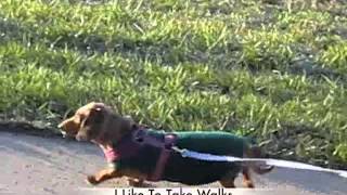 MWDR Foster Ellie November 2012