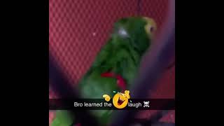 Bird Learns Cursed Laugh Meme
