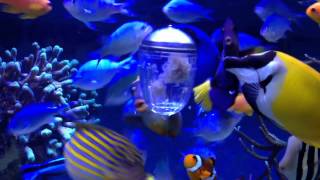 Superfish Grazing Pod Feeder
