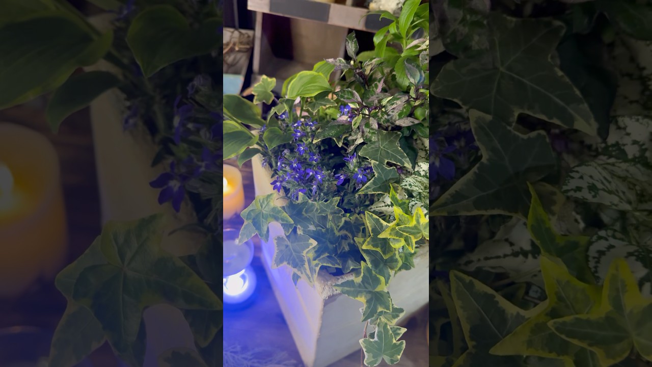 "夏に沁みる"涼やか7種の花レシピ #寄せ植え # ガーデニング #お花 #園芸 #花壇 #庭 #4K