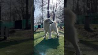 Lily リリー #greatpyrenees #todaysrunrun #グレートピレニーズ #今日のルンルン