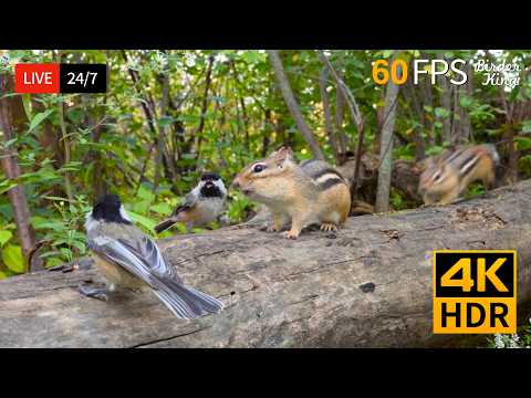 🔴 24/7 LIVE: Cat TV 😺 Cute Birds Chipmunks and Squirrels 4K Cat Games
