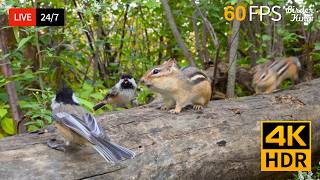 🔴 24/7 LIVE: Cat TV 😺 Cute Birds Chipmunks and Squirrels 4K Cat Games
