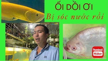 Sử lý cá rồng bị sốc nước