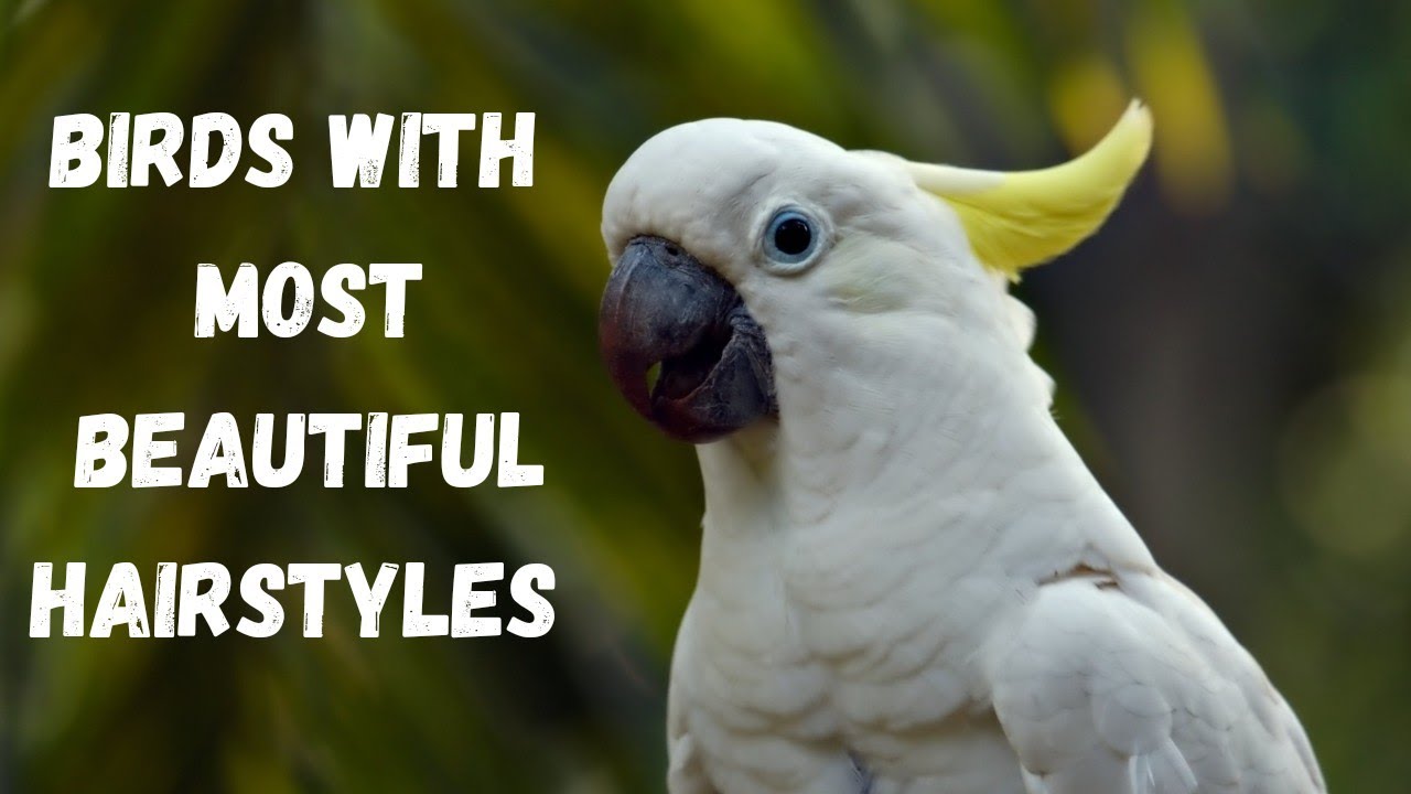 Birds with Hairstyles That Will Blow Your Mind