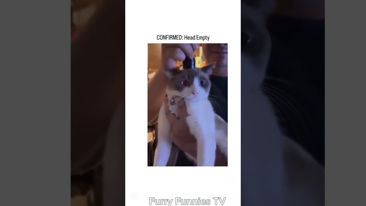 funny animals 2026 #63 