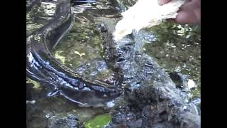 Hand Feeding Eels in New Zealand