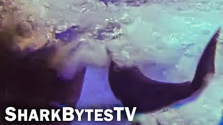 Shark Attacks Boat Caught on Camera | Mako Shark Takes Swipe at Speed Boat?! Fastest Shark