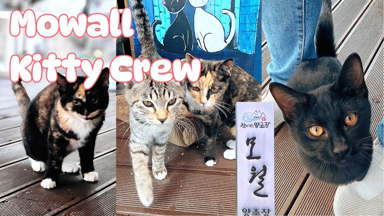 Episode 8 Clip. Mowall Kitty Crew. 8화 클립 영상. 모월양조장 냥이들.