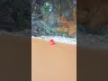 aquarium ducks #fish #duck #bongos #summeronyoutube