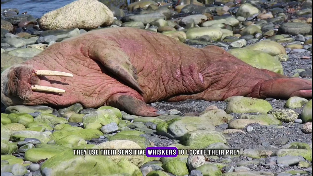 Amazing and lesser facts of Walruses 