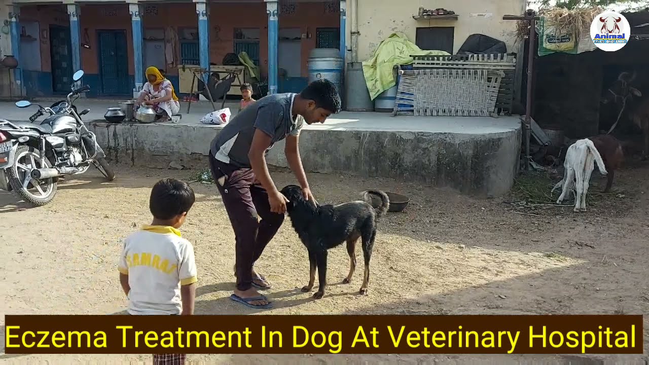 Dog Eczema Treatment। Murraha Dog Meeting try 