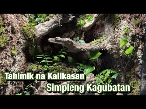 Simpleng Vivarium na Relaxing Tingnan