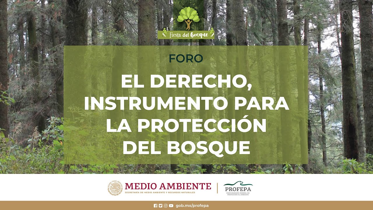 Foro: El derecho, instrumento para la protección del bosque