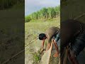 Shocking Push Net Catch#shaplafishing
