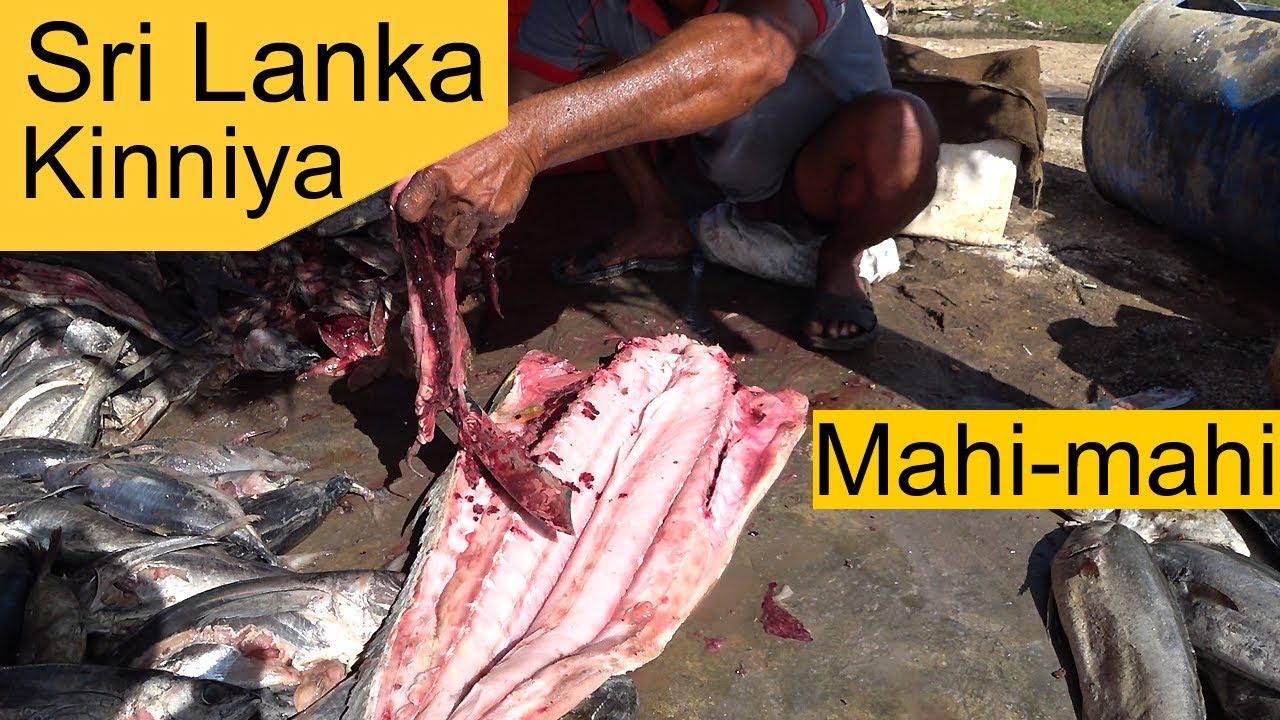 Mahimahi Fishing Industry Kinniya Sri Lanka YouTube