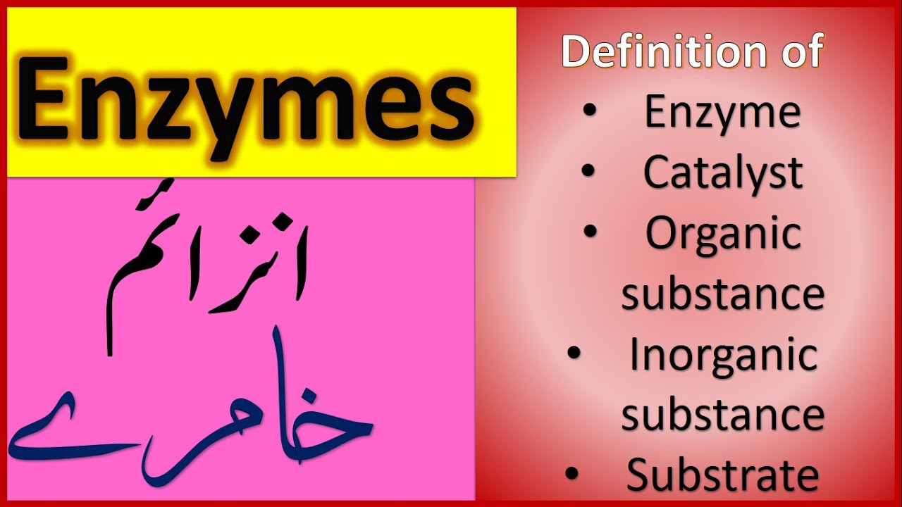 Enzyme ( Catalystssubstrate definitions) YouTube