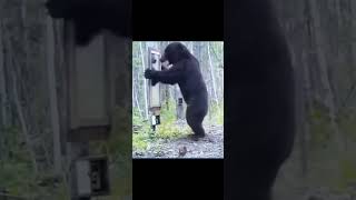 Download Lagu Bear and the mirror! #animals #bear 😅 MP3