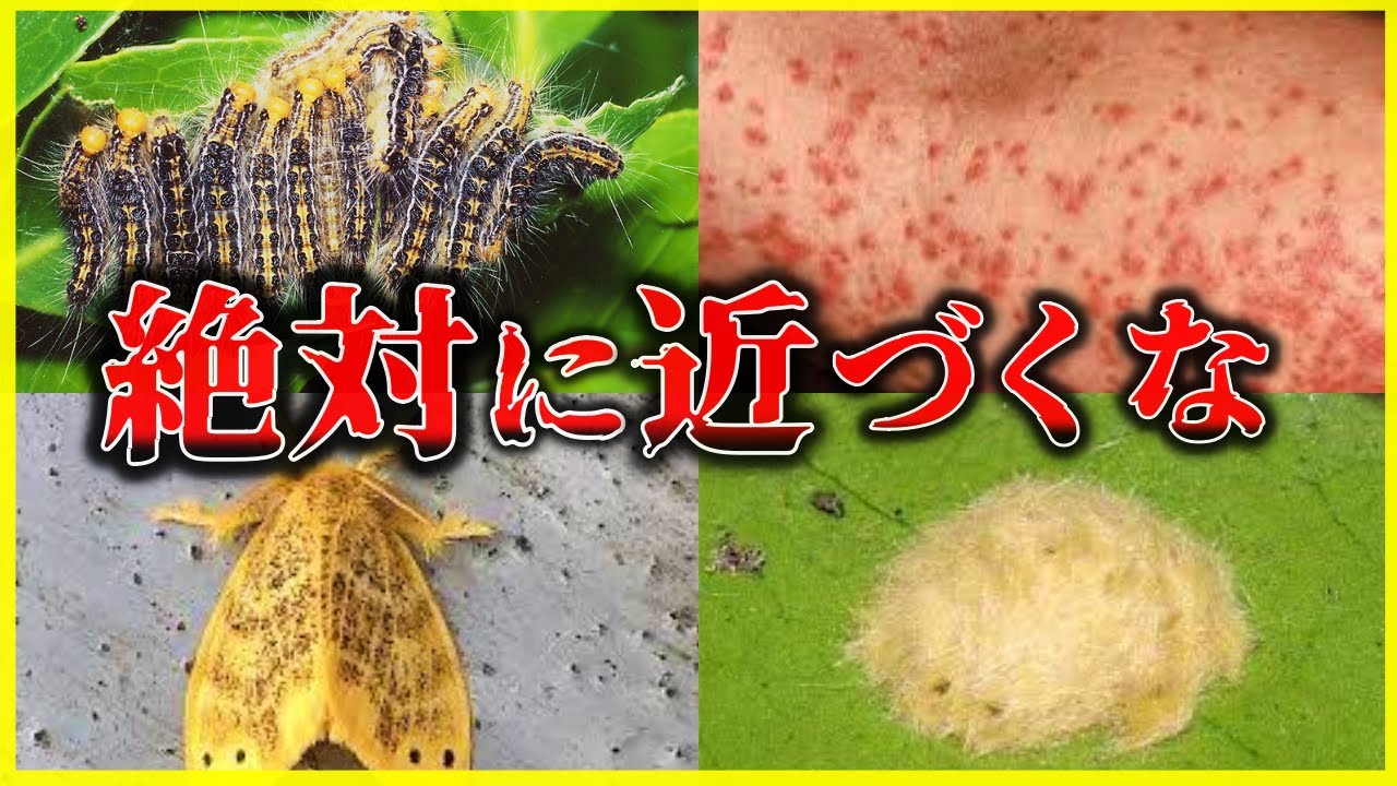 【ゆっくり解説】 チャドクガの毒針攻撃の恐ろしさ - YouTube