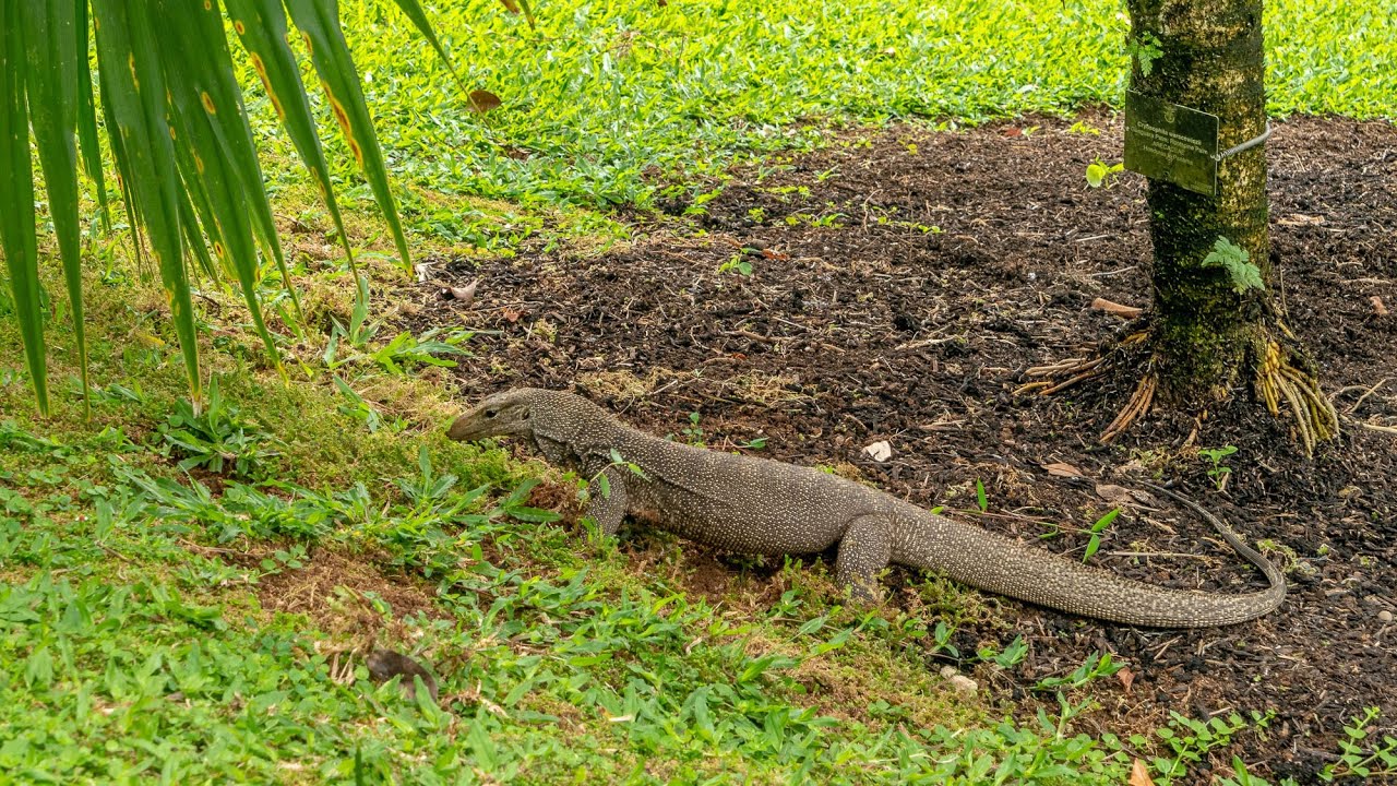 Monitor lizards casually strolls around Singapore Botanic Gardens [4K