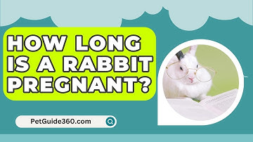 How Long Is A Rabbit Pregnant? - PetGuide360.com