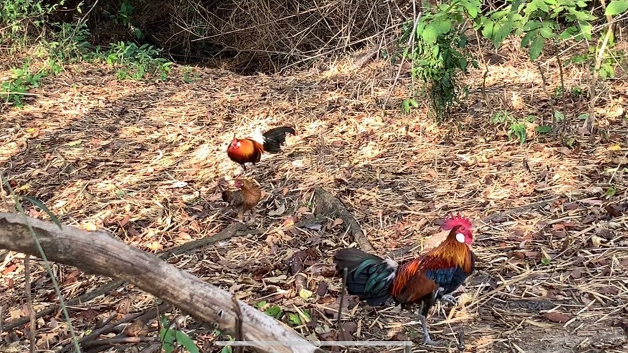 bẫy gà rừng mới nhất/ kèo trống kẹp mái/e bổi tơ quá xung